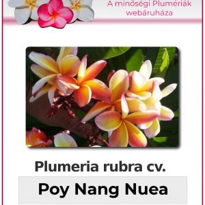 Plumeria rubra - "Poy Nang Nuea"