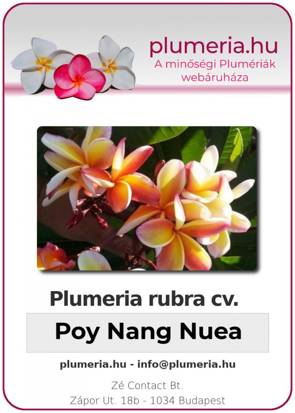 Plumeria rubra - "Poy Nang Nuea"