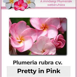 Plumeria rubra - "Pretty in Pink"
