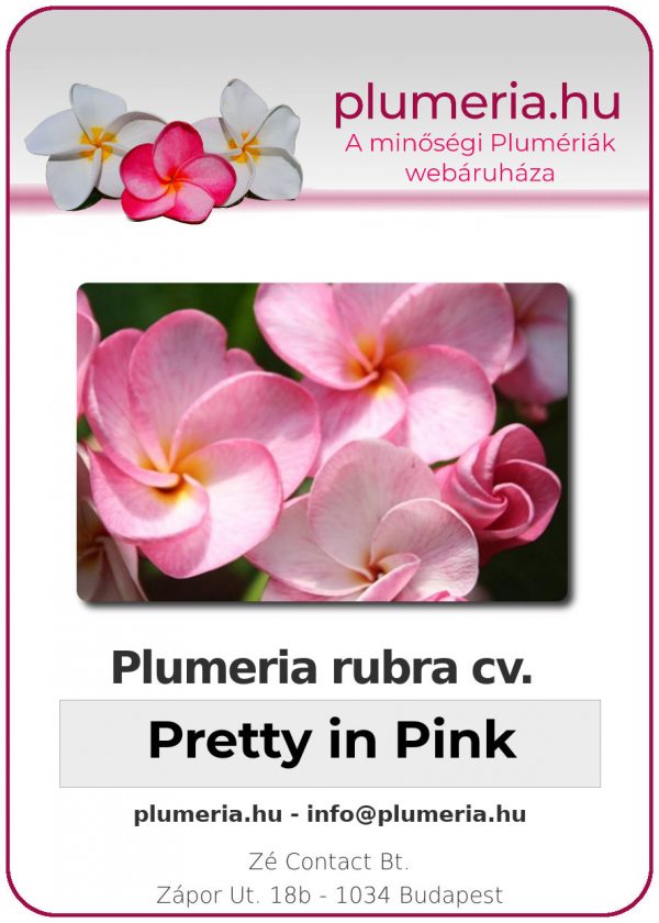 Plumeria rubra - "Pretty in Pink"