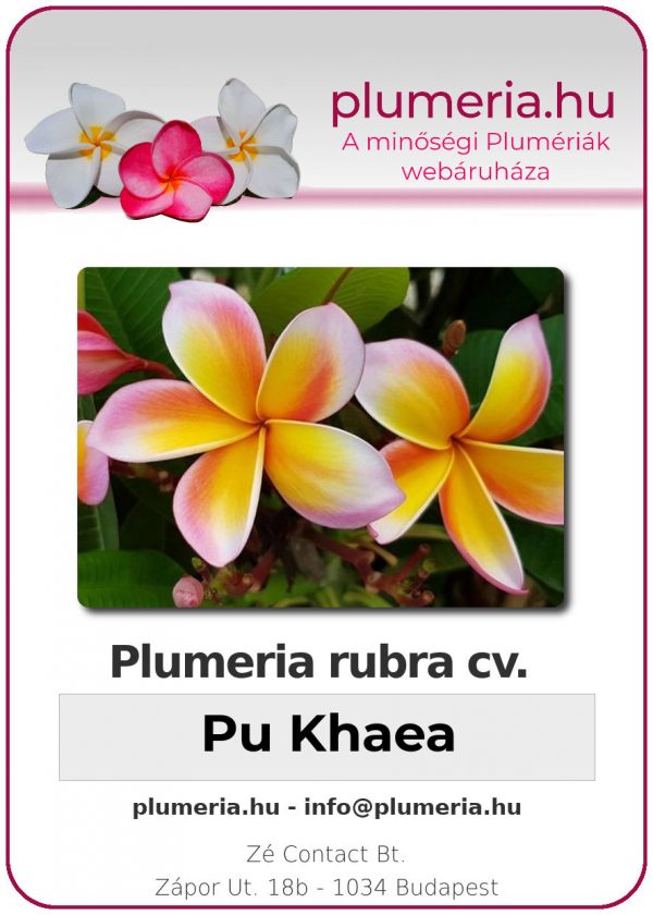Plumeria rubra - "Pu Khaea"