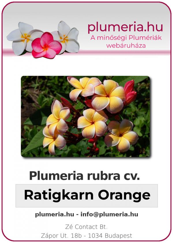 Plumeria rubra - "Ratigkarn Orange"