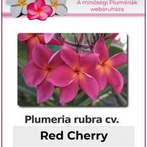 Plumeria rubra - "Red Cherry"