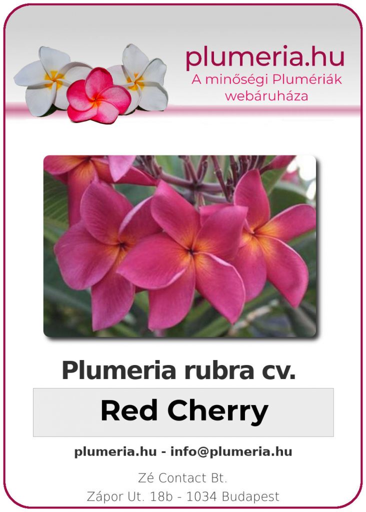 Plumeria rubra "Red Cherry"