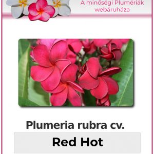 Plumeria rubra - "Red Hot"