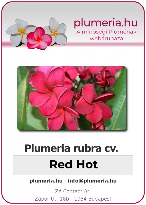 Plumeria rubra - "Red Hot"