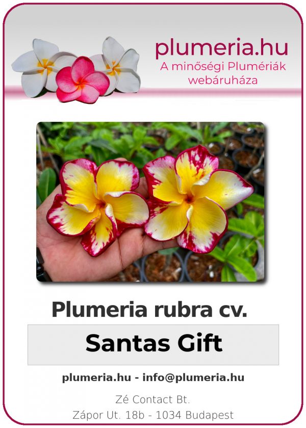 Plumeria rubra - "Santas Gift"