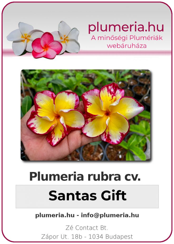 Plumeria rubra "Santas Gift" - kopasz gyökér
