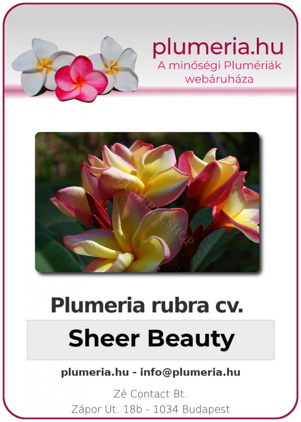 Plumeria rubra - "Sheer Beauty"