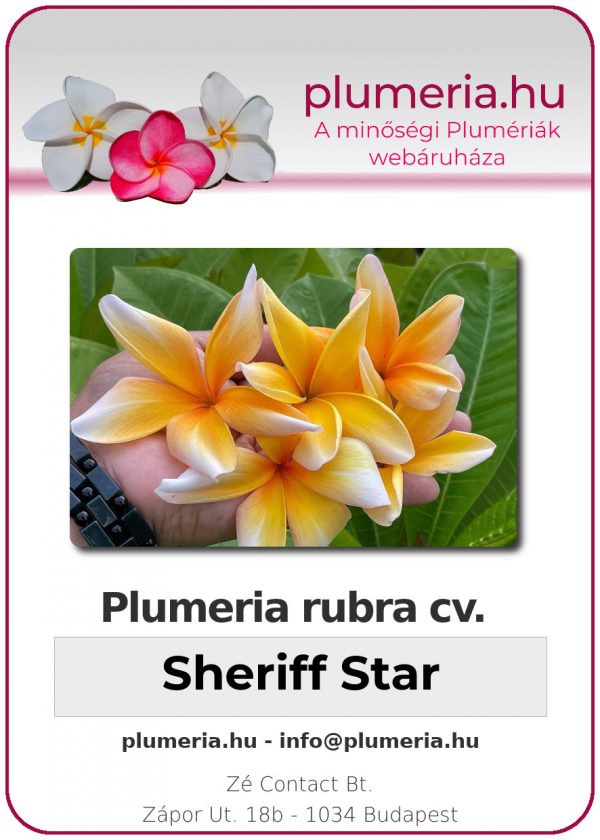 Plumeria rubra - "Sheriff Star"