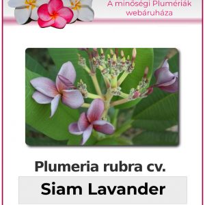 Plumeria rubra - "Siam Lavander"