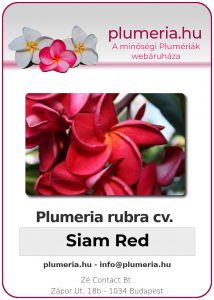 Plumeria rubra - "Siam Red"
