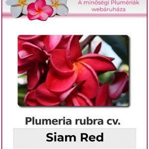 Plumeria rubra - "Siam Red"