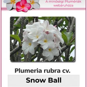 Plumeria rubra - "Snow Ball"