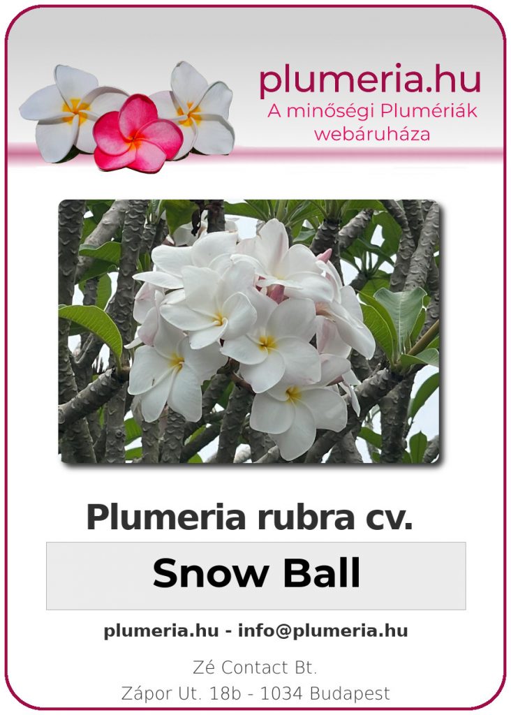 Plumeria rubra "Snow Ball" - dugvány