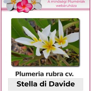 Plumeria rubra - "Star of David"