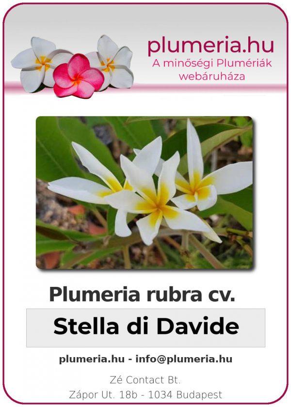 Plumeria rubra - "Star of David"