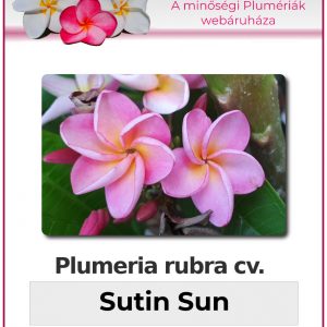 Plumeria rubra - "Sutin Sun"