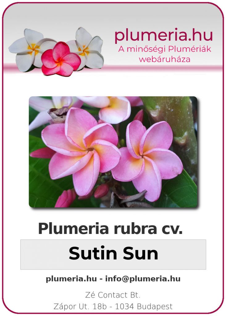Plumeria rubra "Sutin Sun"