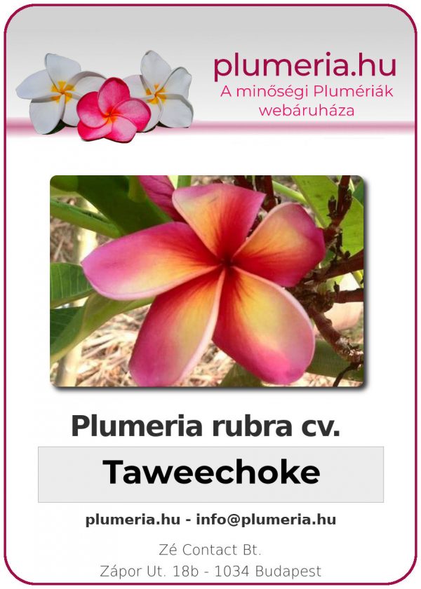 Plumeria rubra - "Taweechoke"