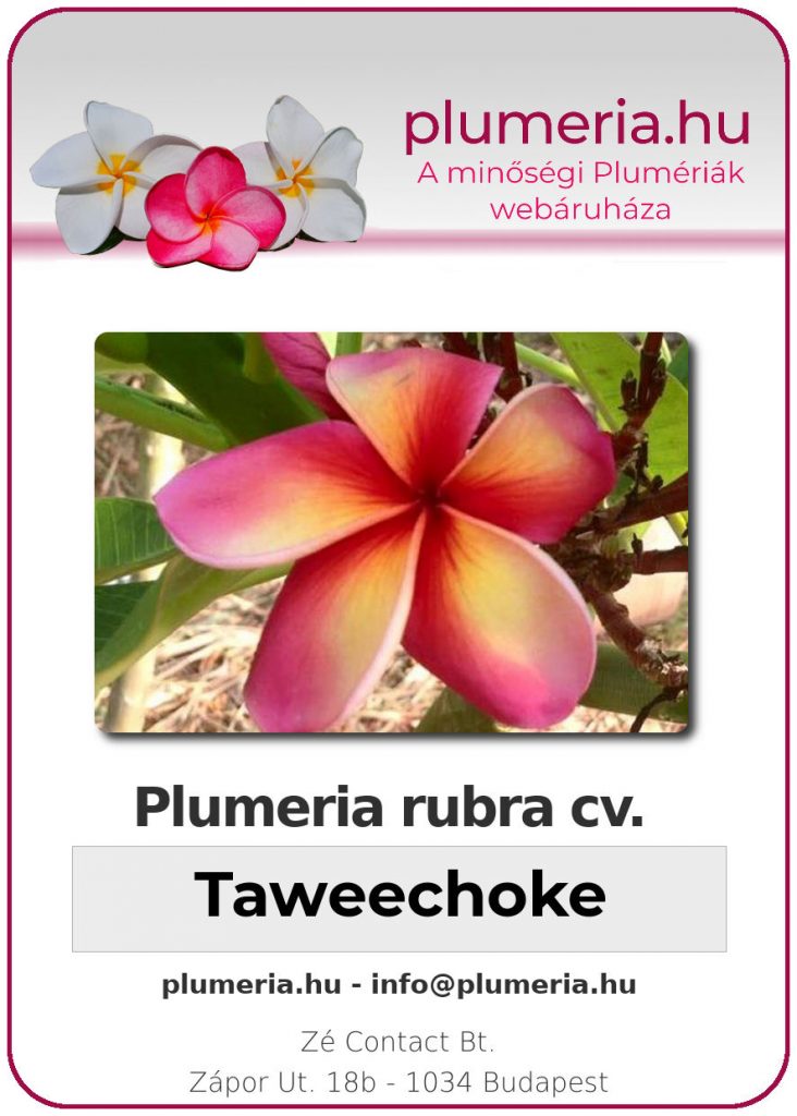 Plumeria rubra "Taweechoke"