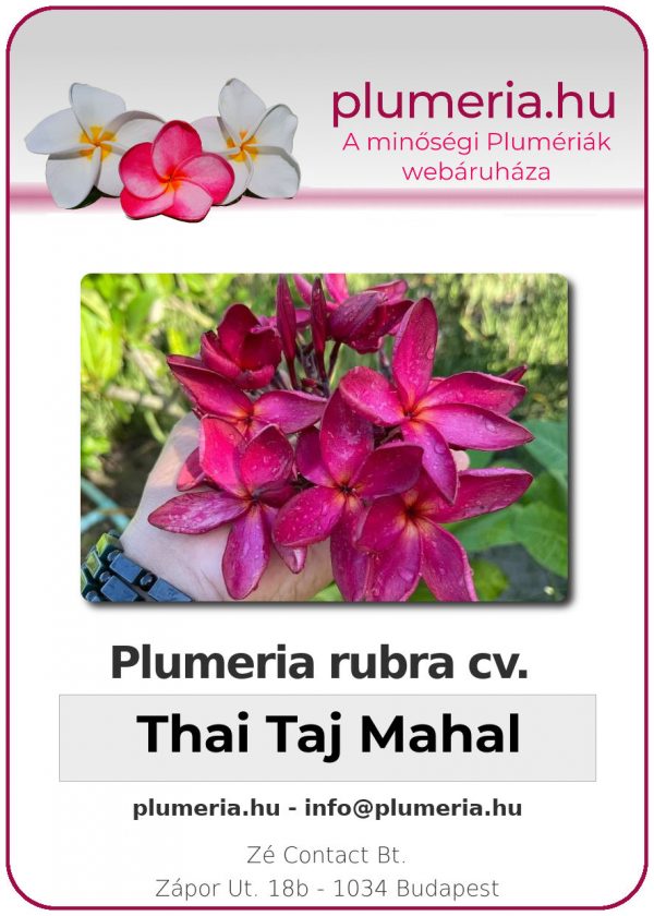 Plumeria rubra - "Thai Taj Mahal"