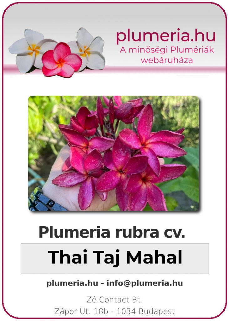 Plumeria rubra "Thai Taj Mahal"