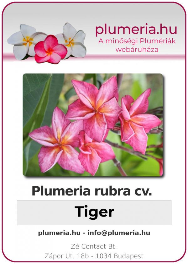 Plumeria rubra - "Tiger"