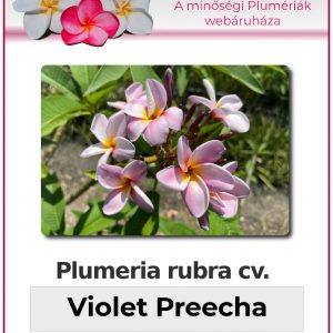 Plumeria rubra - "Violet Preecha"