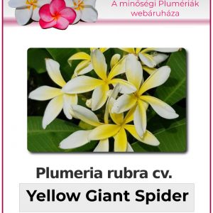 Plumeria rubra - "Yellow Giant Spider"