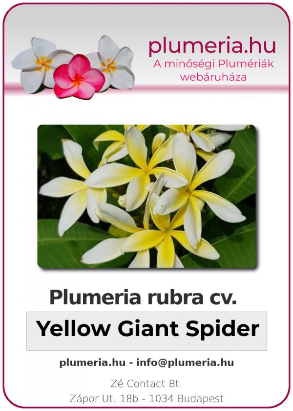 Plumeria rubra - "Yellow Giant Spider"