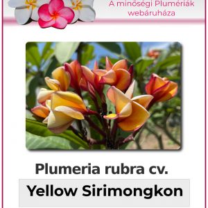 Plumeria rubra - "Yellow Sirimongkon"