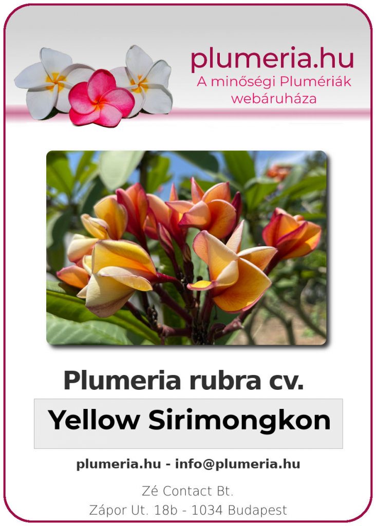 Plumeria rubra "Yellow Sirimongkon" - kopasz gyökér