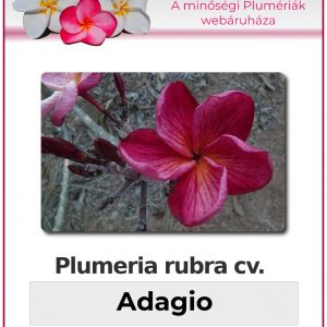 Plumeria rubra - "Adagio"