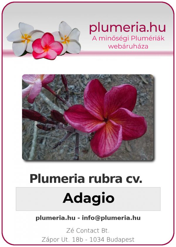 Plumeria rubra - "Adagio"