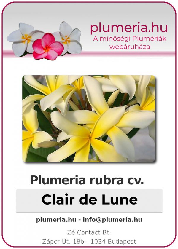 Plumeria rubra - "Clair de Lune"