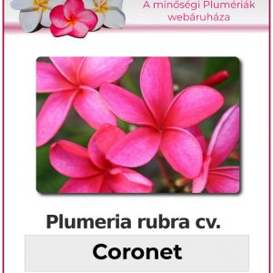 Plumeria rubra - "Coronet"