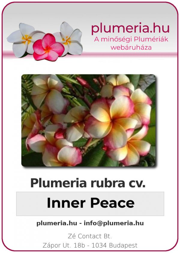 Plumeria rubra - "Inner Peace"