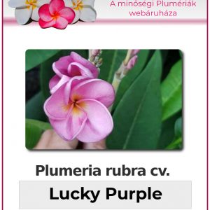 Plumeria rubra - "Lucky Purple"