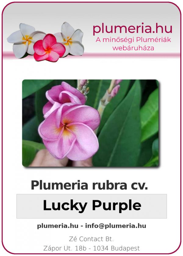 Plumeria rubra - "Lucky Purple"