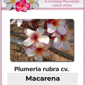 Plumeria rubra - "Macarena"