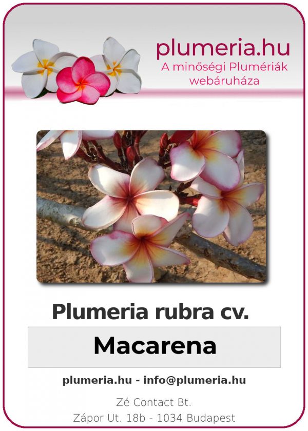 Plumeria rubra - "Macarena"