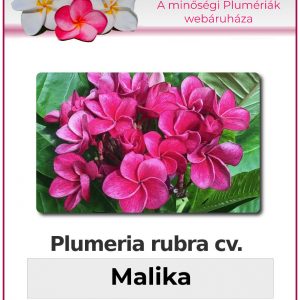 Plumeria rubra - "Malika"