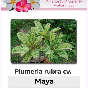 Plumeria rubra - "Maya"