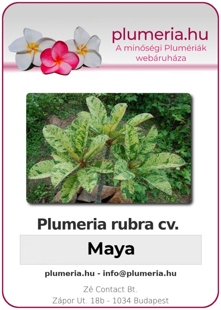 Plumeria rubra "Maya"