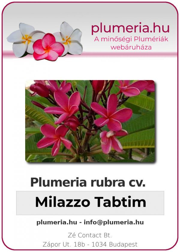 Plumeria rubra - "Milazzo Tabtim"