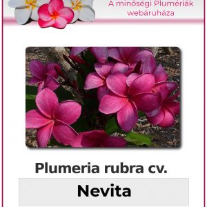 Plumeria rubra - "Nevita"