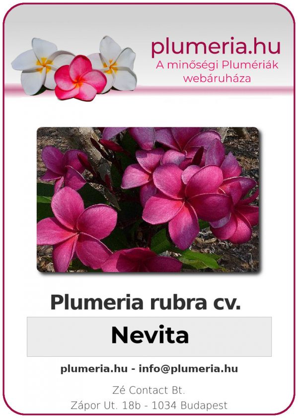 Plumeria rubra - "Nevita"