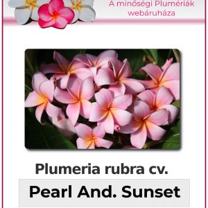 Plumeria rubra - "Pearl Andaman Sunset"
