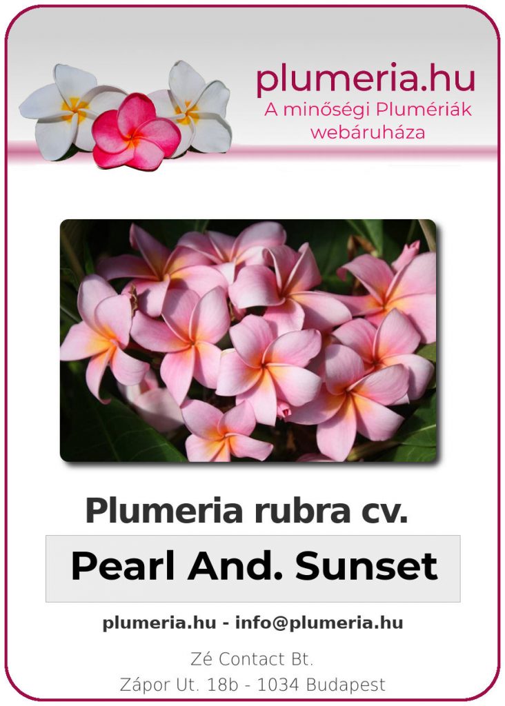 Plumeria rubra "Peal Andaman Sunset"
